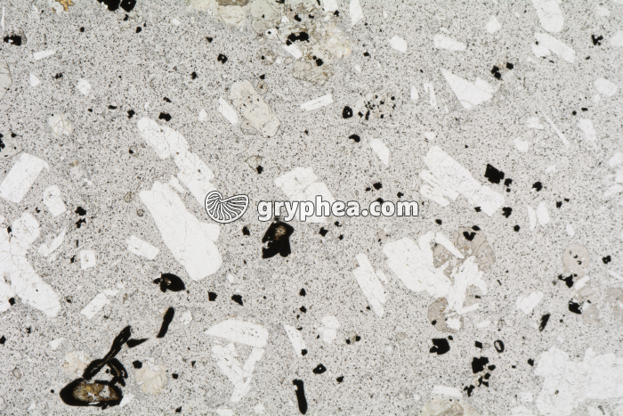 Trachyte LPNA x3,5 - gryphea.com